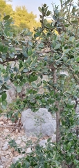 Buxus sempervirens