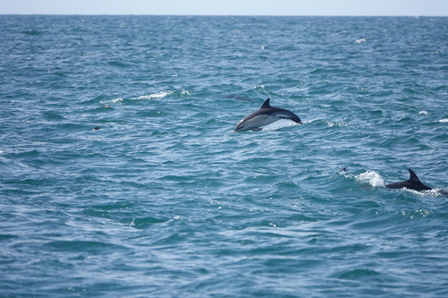 Delphinus delphis