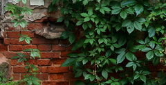 Parthenocissus inserta
