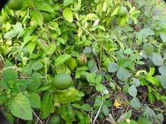 Brachystola behrensii