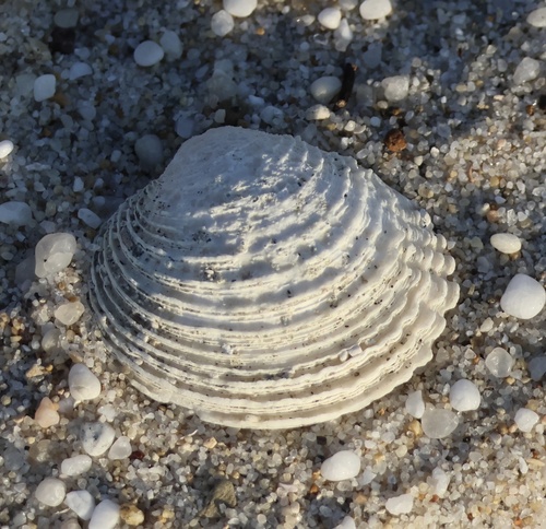Venus verrucosa