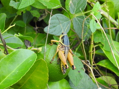 Brachystola behrensii