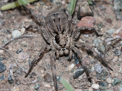 Lycosa praegrandis