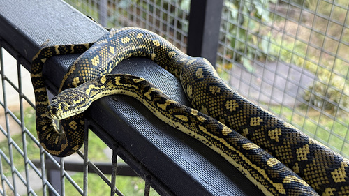 Coastal Carpet Python sighting