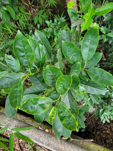 Itea chinensis observed 2025-09-17