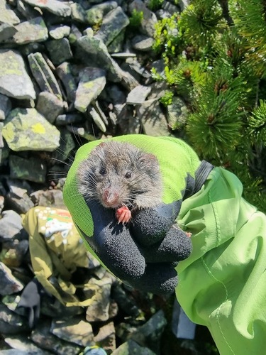 European Snow Vole, Рожнятівський район, Івано-Франківська область, Україна, photo 10 of 10