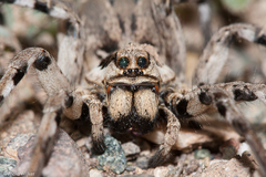 Lycosa praegrandis
