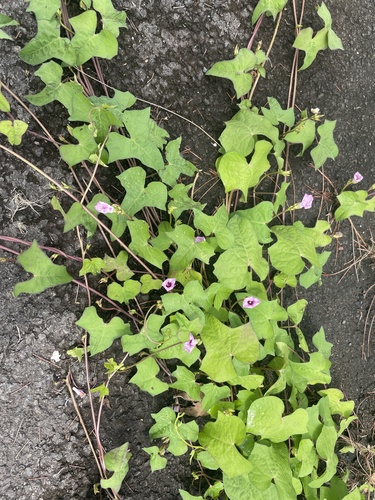 Ipomoea triloba observed 2025-09-16