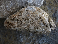 Favosites