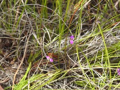 Polygala lehmanniana