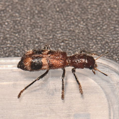 Enoclerus rosmarus