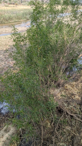 river nuxia (Nuxia oppositifolia)