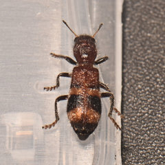 Enoclerus rosmarus