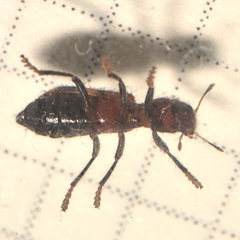 Enoclerus rosmarus