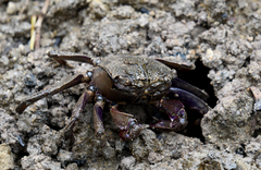 Episesarma versicolor