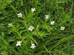 Gratiola officinalis