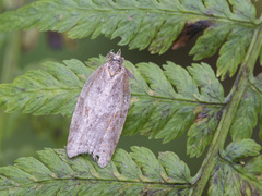 Acleris laterana