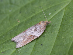 Acleris laterana