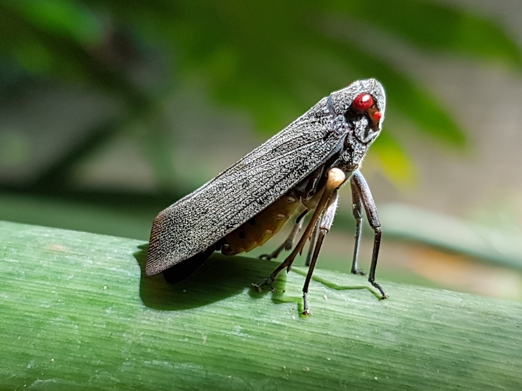 Acraephia perspicillata