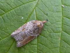 Acleris laterana