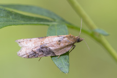 Acleris laterana