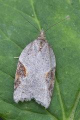 Acleris laterana