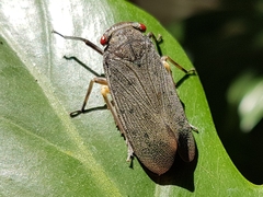 Acraephia perspicillata