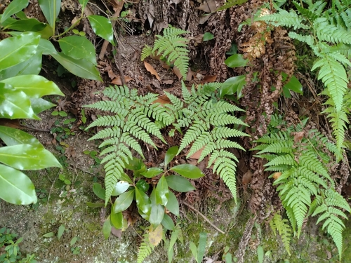Dryopteris sacrosancta iNat (1)
