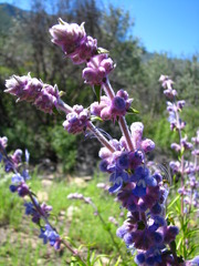 Trichostema lanatum