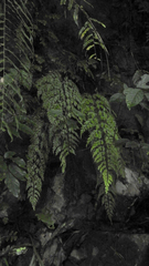 Asplenium pseudolaserpitiifolium