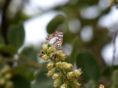 Ariconias glaphyra