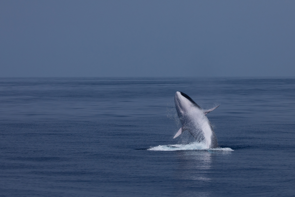 Photo of Fin whale (Balaenoptera physalus)