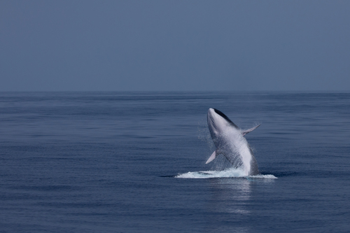 Fin Whale, photo 8 of 10