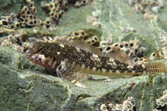 Bellapiscis medius