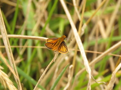 Ancyloxypha melanoneura