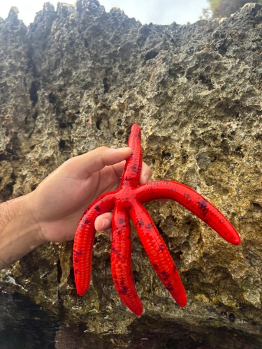Photo of Purple sea star (Ophidiaster ophidianus)