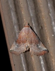 Mataeomera mesotaenia