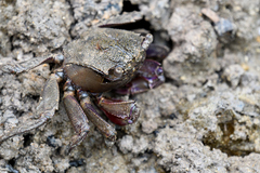 Episesarma versicolor