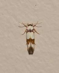 Stathmopoda mannophora