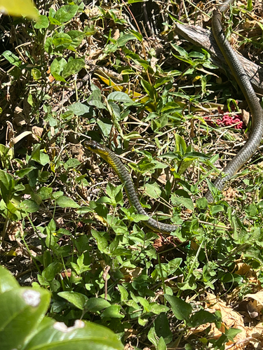 Common Tree Snake sighting