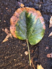 Xylella fastidiosa