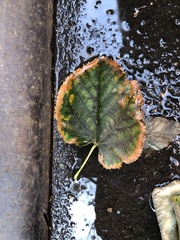Xylella fastidiosa