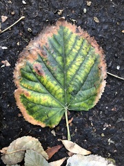 Xylella fastidiosa
