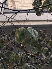 Xylella fastidiosa