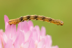 Eupithecia virgaureata