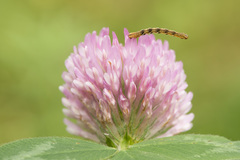 Eupithecia virgaureata