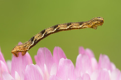 Eupithecia virgaureata