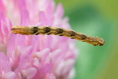 Eupithecia virgaureata
