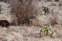 Ardeotis kori struthiunculus