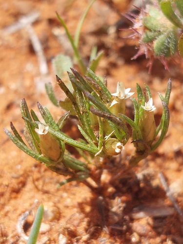 Pygmy Daisy (Rhodanthe pygmaea)